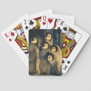 Emperor Penguin chicks in creche, Aptenodytes Playing Cards