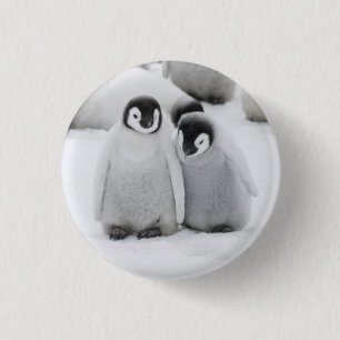 Emperor Penguin Chicks on Ice in Antarctica 1 Inch Round Button