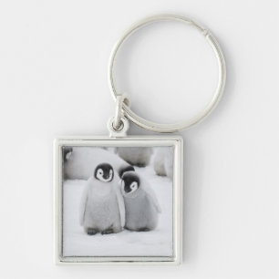 Emperor Penguin Chicks on Ice in Antarctica Keychain
