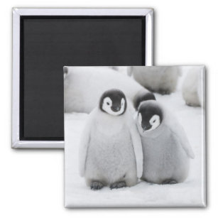 Emperor Penguin Chicks on Ice in Antarctica Magnet