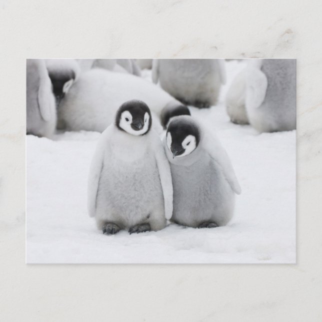 Emperor Penguin Chicks on Ice in Antarctica Postcard (Front)