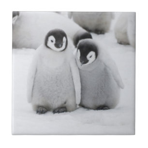 Emperor Penguin Chicks on Ice in Antarctica Tile