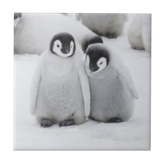 Emperor Penguin Chicks on Ice in Antarctica Tile (Front)