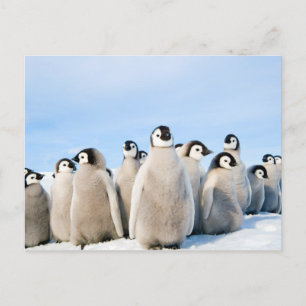 Emperor Penguin Chicks postcard