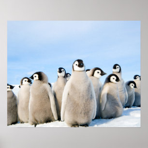 Emperor Penguin Chicks poster
