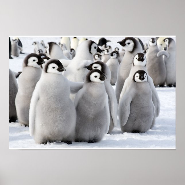 Emperor Penguin Chicks poster (Front)