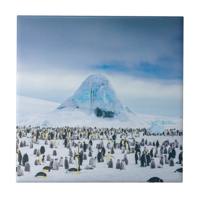 Emperor Penguin Colony Tile (Front)