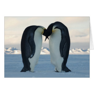 Emperor Penguin Courtship