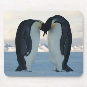 Emperor Penguin Courtship Mouse Pad
