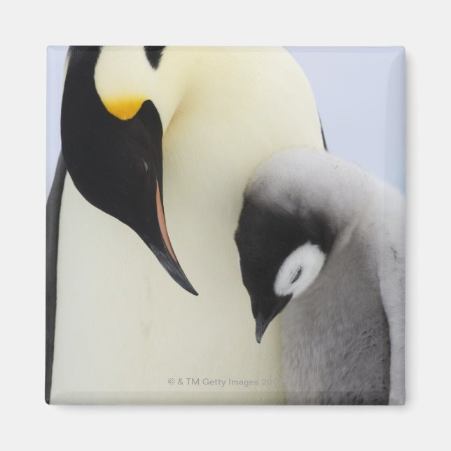 Emperor Penguin looking at chick Magnet (Front)