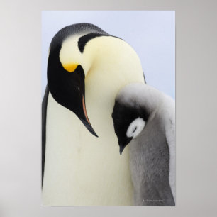 Emperor Penguin looking at chick Poster