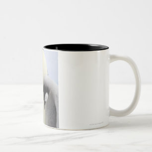 Emperor Penguin looking at chick Two-Tone Coffee Mug