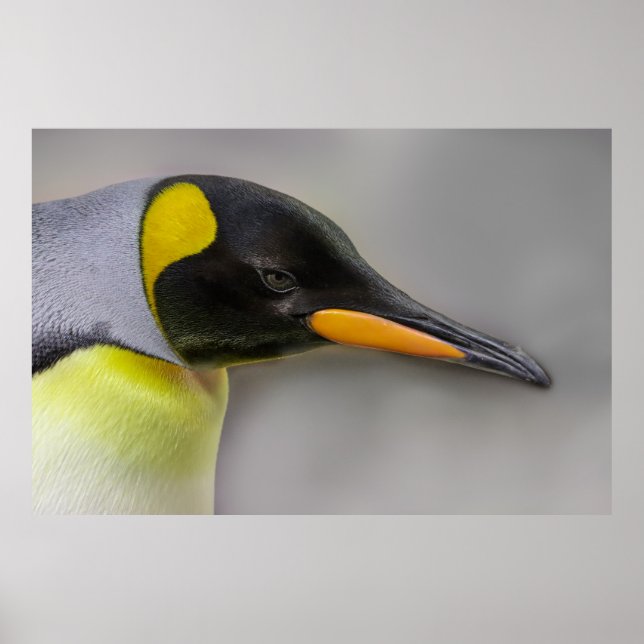Emperor Penguin Portrait Close-Up Poster (Front)