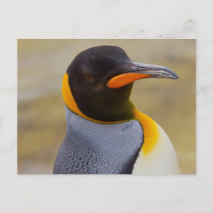 Emperor Penguin postcard