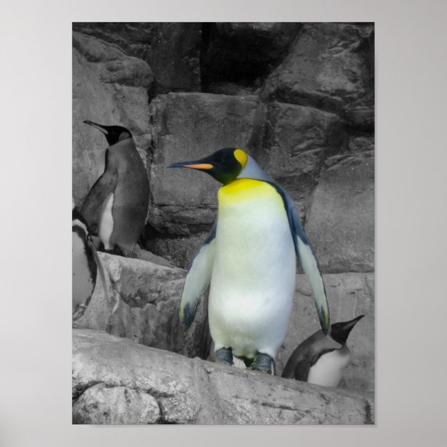 Emperor Penguin Poster (Front)