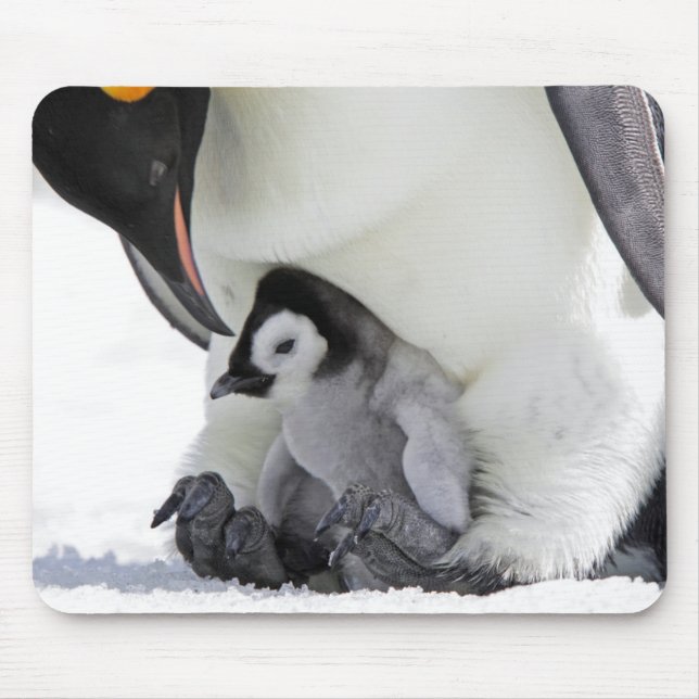 Emperor Penguin | Snow Hill Island Mouse Pad (Front)