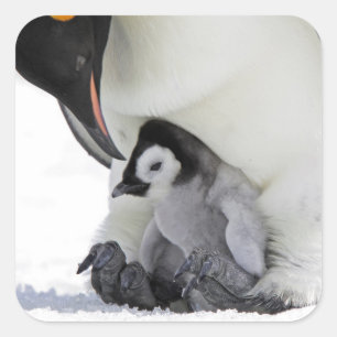 Emperor Penguin   Snow Hill Island Square Sticker