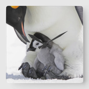 Emperor Penguin Snow Hill Island Square Wall Clock