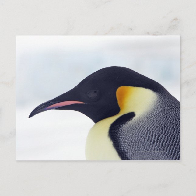 Emperor Penguin, Snow hill island, Weddel Sea Postcard (Front)