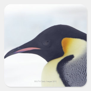 Emperor Penguin, Snow hill island, Weddel Sea Square Sticker