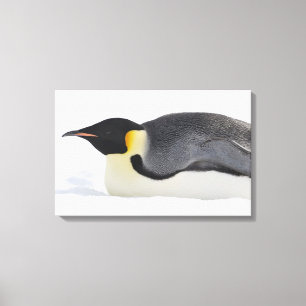 Emperor Penguin, Snow Hill Island, Weddell Sea, Canvas Print