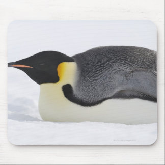 Emperor Penguin, Snow Hill Island, Weddell Sea, Mouse Pad
