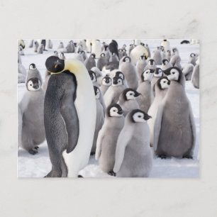 Emperor Penguin with Chicks postcard