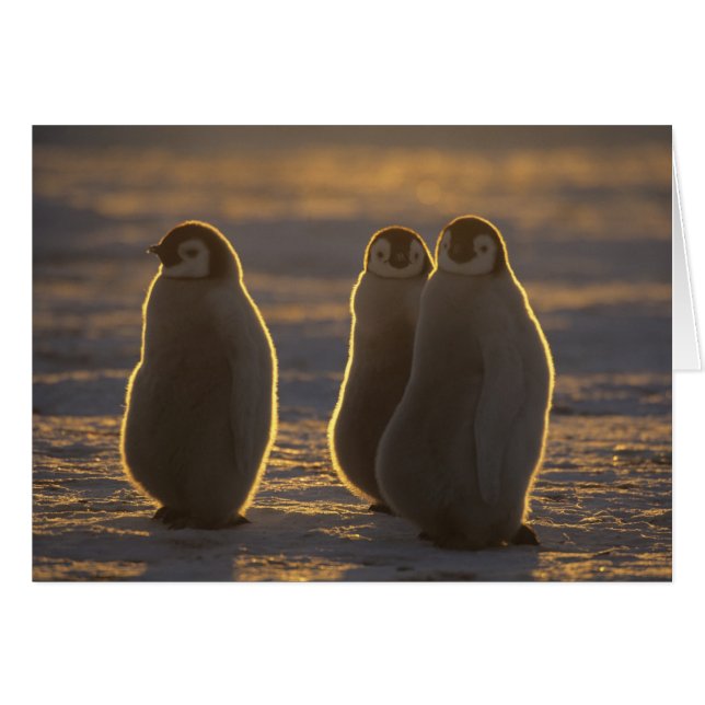 Emperor Penguins (Front Horizontal)