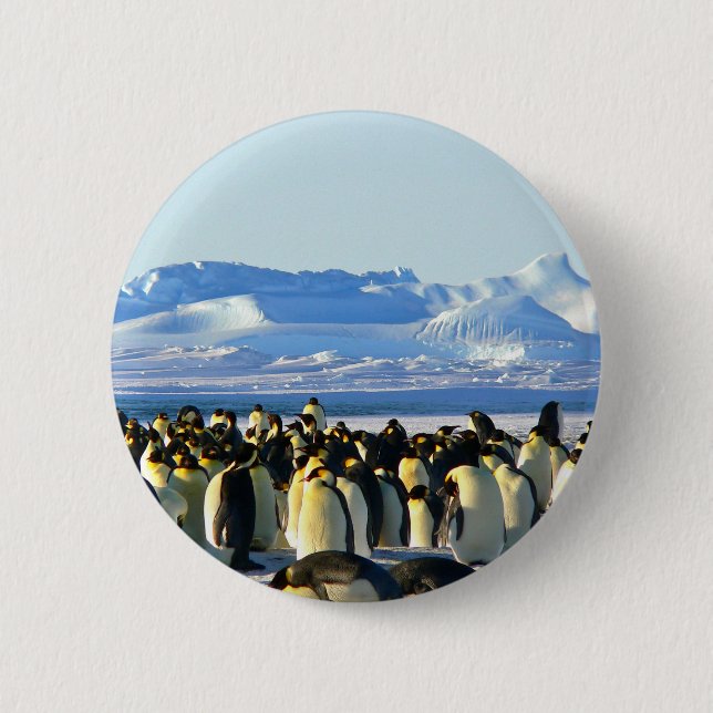 Emperor penguins 2 inch round button (Front)