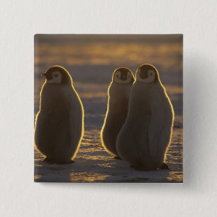 Emperor Penguins 2 Inch Square Button