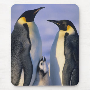 Emperor Penguins (Aptenodytes forsteri) Adults Mouse Pad
