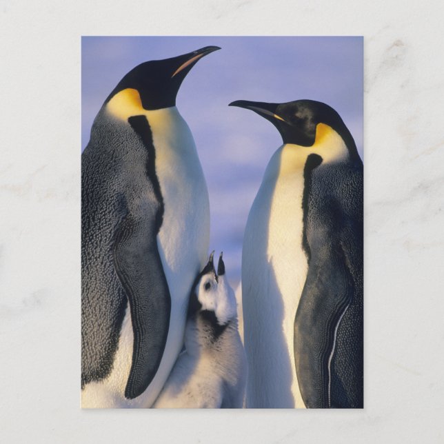 Emperor Penguins (Aptenodytes forsteri) Adults Postcard (Front)
