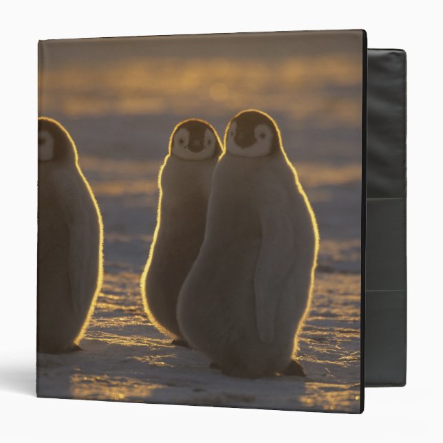 Emperor Penguins Binder (Front/Inside)