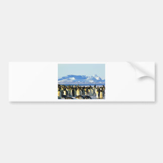 Emperor penguins bumper sticker