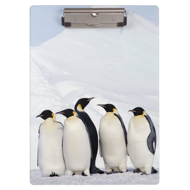 Emperor Penguins Clipboard (Front)