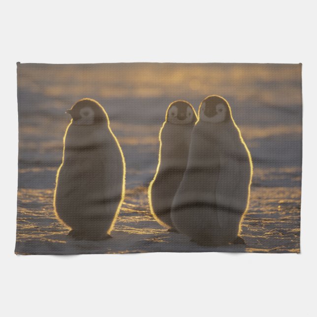 Emperor Penguins Kitchen Towel (Horizontal)