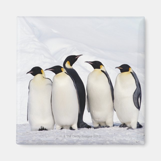 Emperor Penguins Magnet (Front)