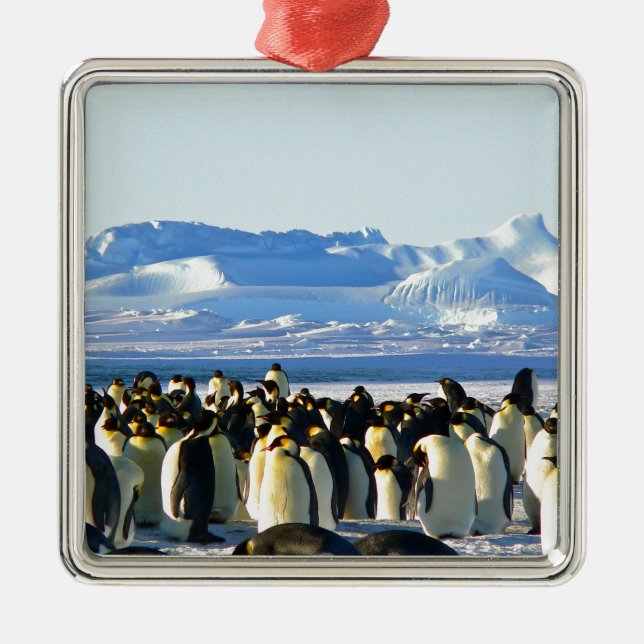 Emperor penguins metal ornament (Front)
