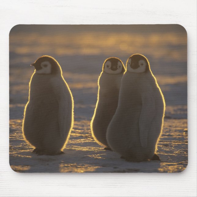 Emperor Penguins Mouse Pad (Front)
