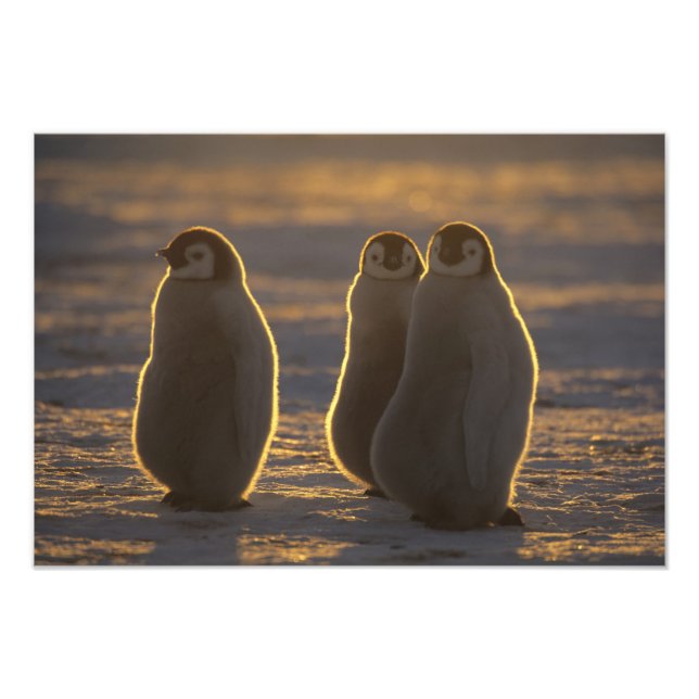 Emperor Penguins Photo Print (Front)