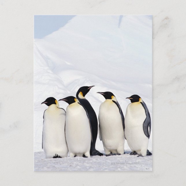 Emperor Penguins Postcard (Front)