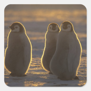 Emperor Penguins Square Sticker