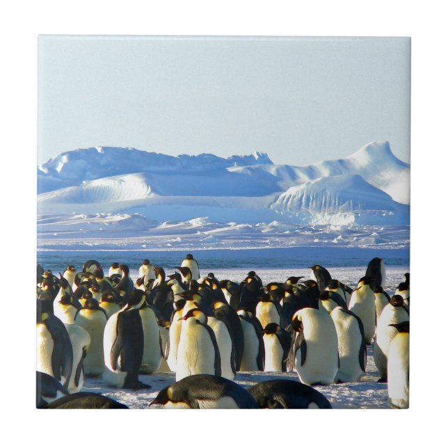 Emperor penguins tile (Front)