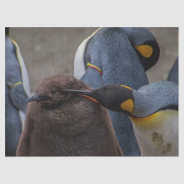 emperor penguins tissue paper (Front)