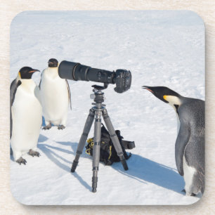 Emperor Penguins with Camera - beverage coaster