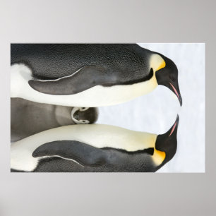 Emperor penguins with Chick poster