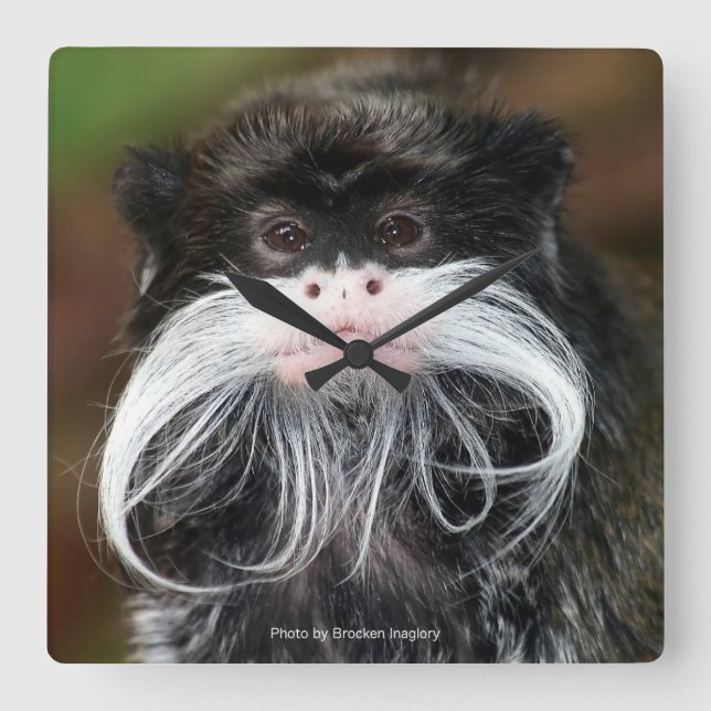 Emperor Tamarin Square Wall Clock (Front)