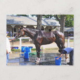Empire Stakes Winner "Saratoga Snacks" Postcard