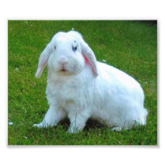 empreinte photo de lapin