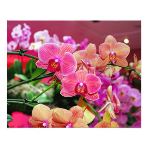 Empreinte photo rose et pêche orchidées